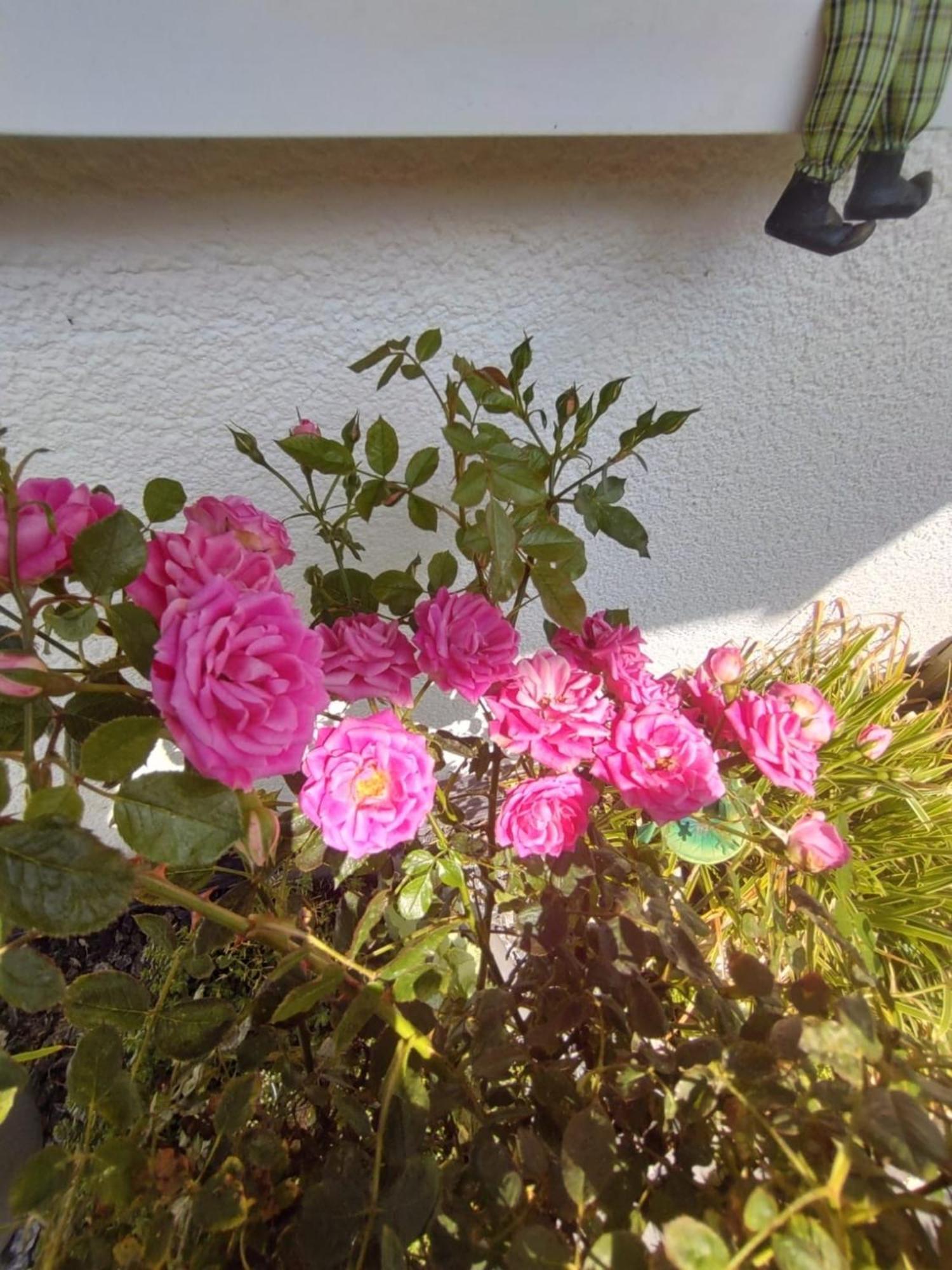 Ferienwohnung Rosa Horn-Bad Meinberg Extérieur photo